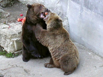 Bears in Cesky Krumlov